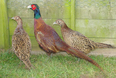 3000 7 wk old Blackneck Pheasant Poults Wk 27