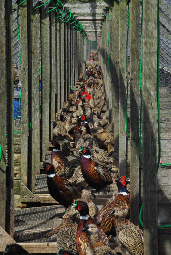 Ex Lay Pheasants 1000 bird load Wk 25 (16/06/2025)