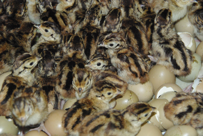 Day Old Pheasants 1000 chicks Wk 29 (14/07/2025)