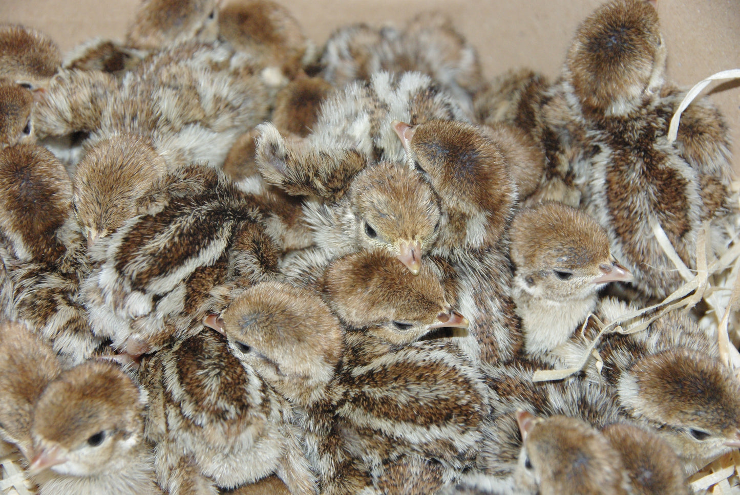 Day Old Redleg Partridge 1000 chicks Wk 30 (21/07/25)