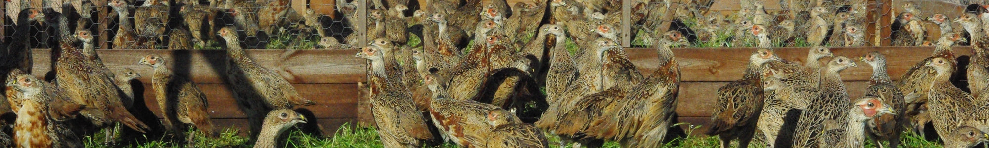 Heart of England Farms - Breeders of Quality Game Stock