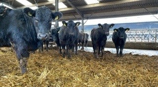 Cattle Equipment