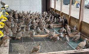 Ex Lay Redleg Partridges 500 bird lots Wk 33 (12/08/2024)