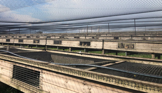 Rearing Field Net.