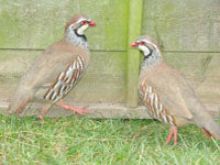 Ex Lay Redleg Partridges 500 bird lots Wk 33 (12/08/2024)